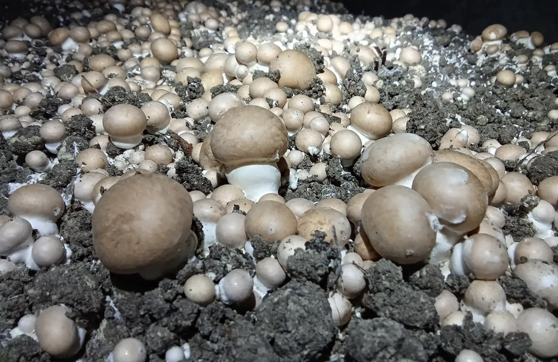 La Ferme des Remblais