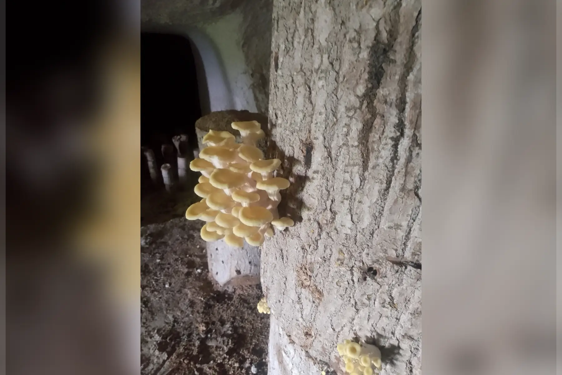 Pleurote jaune