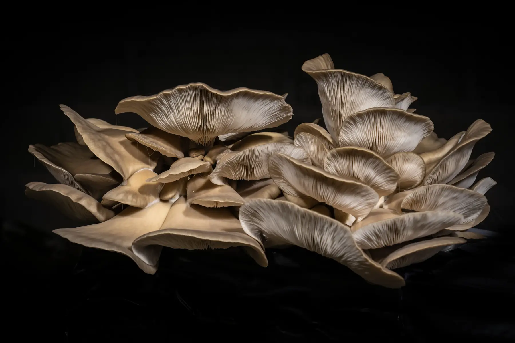 La Ferme des Remblais