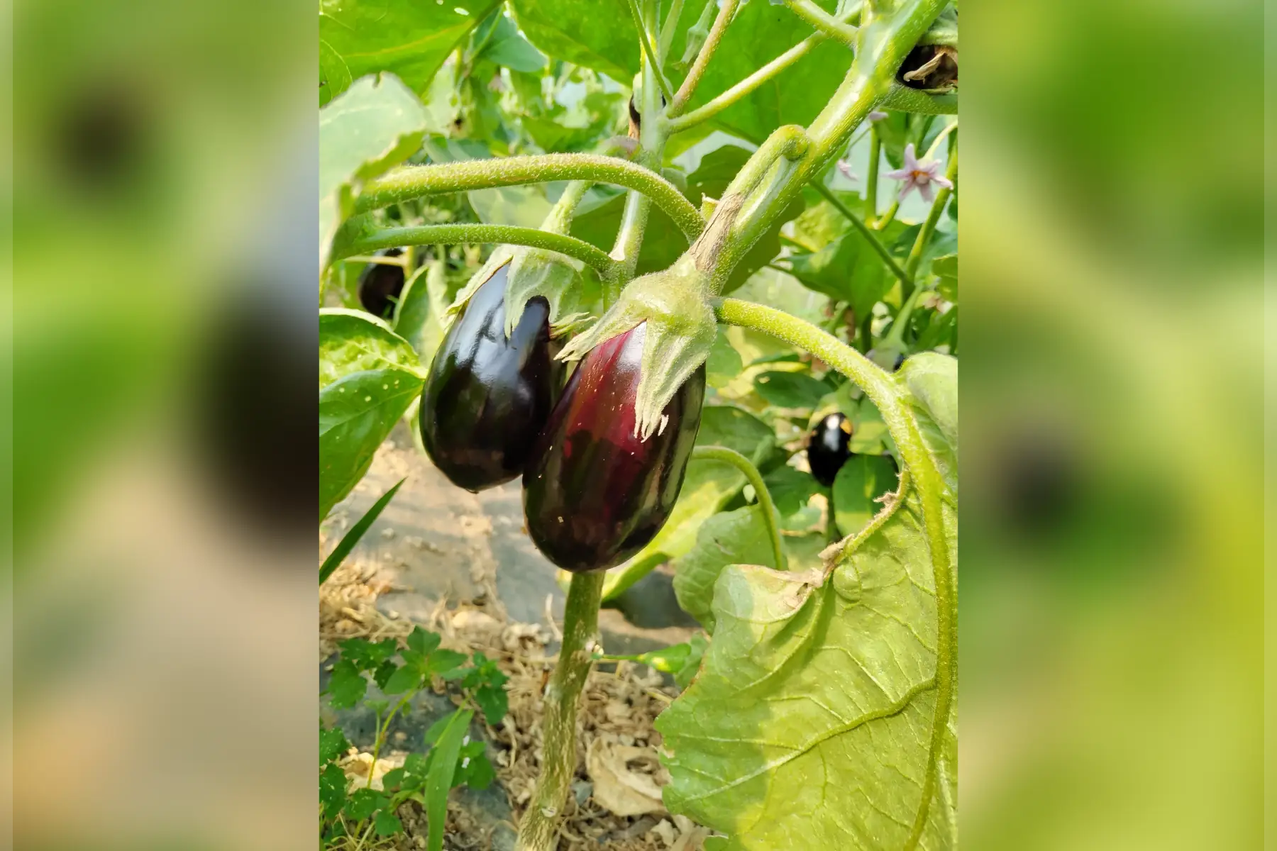 aubergines 500g