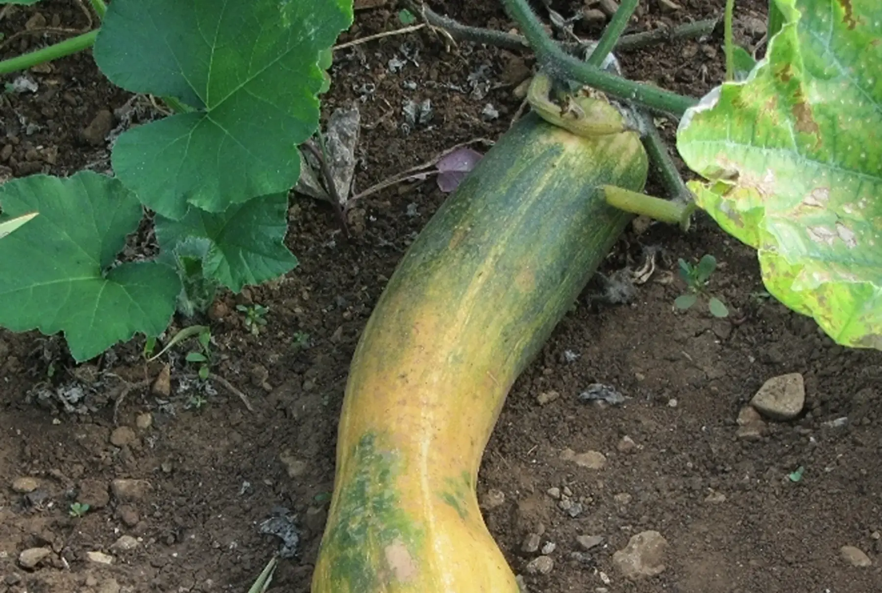 courge longue de nice entière