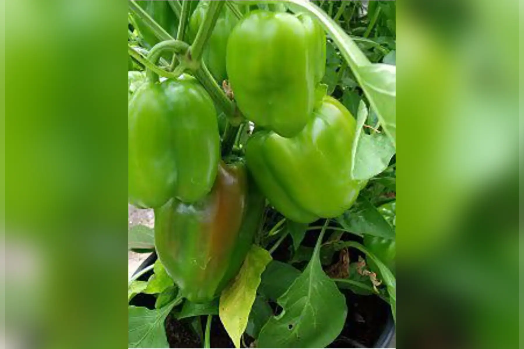 poivrons verts 250g