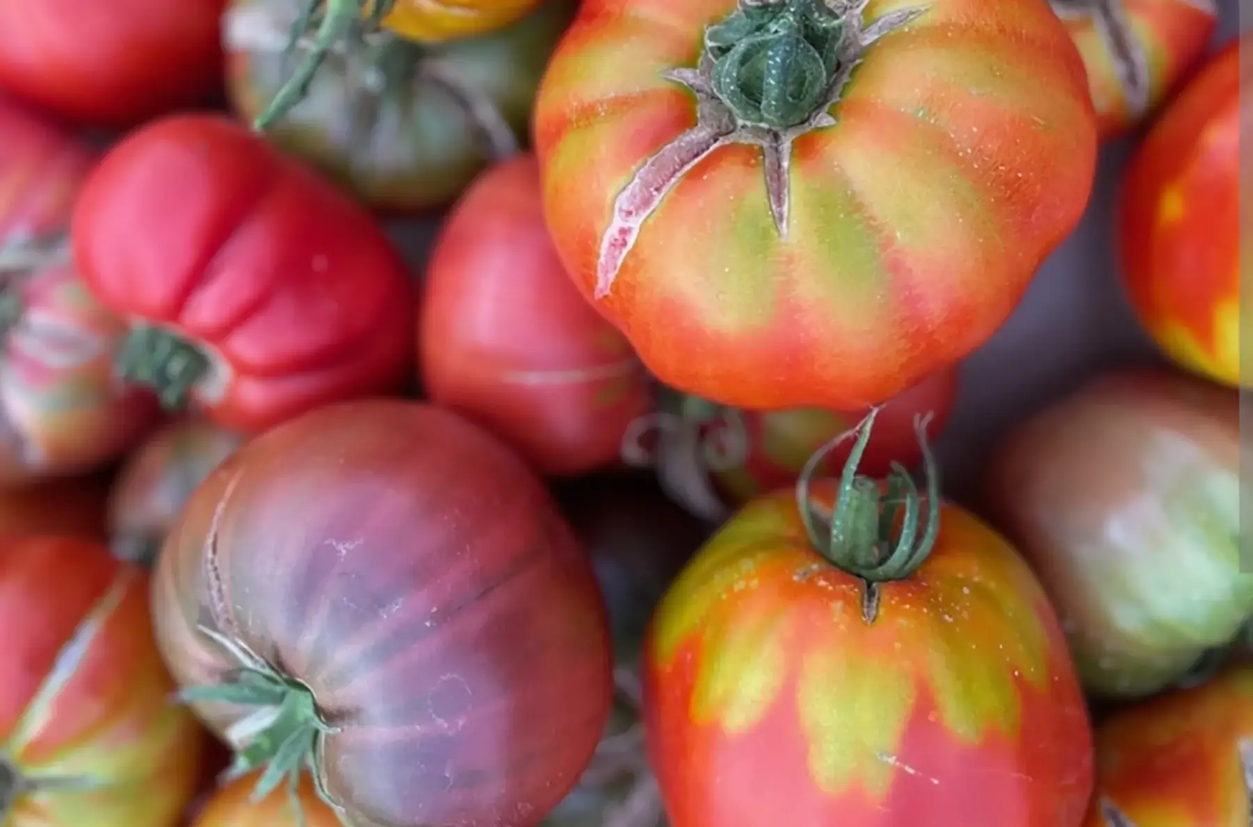 tomates mélangées 1kg