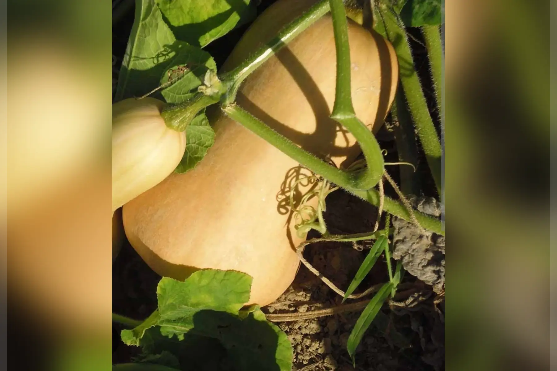 Les Coudercs du Bois Marteau