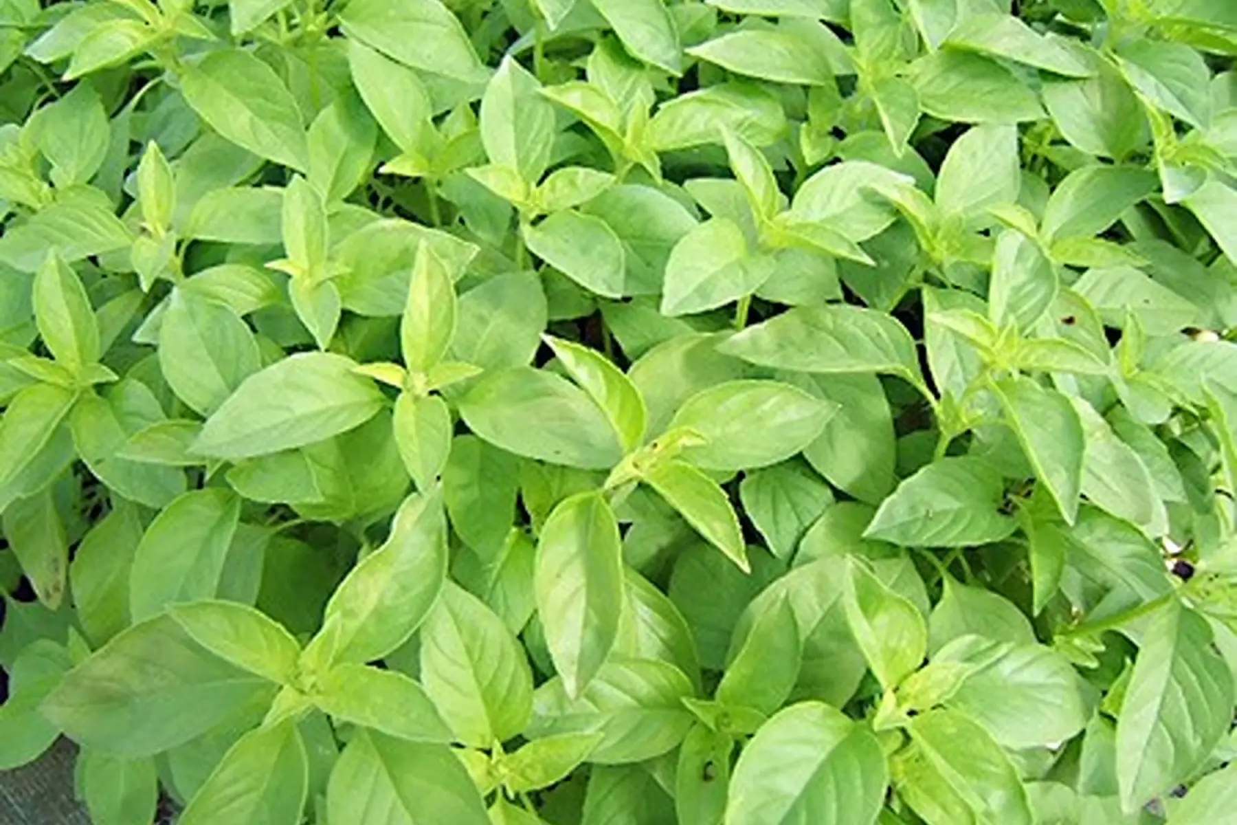 plant basilic citron