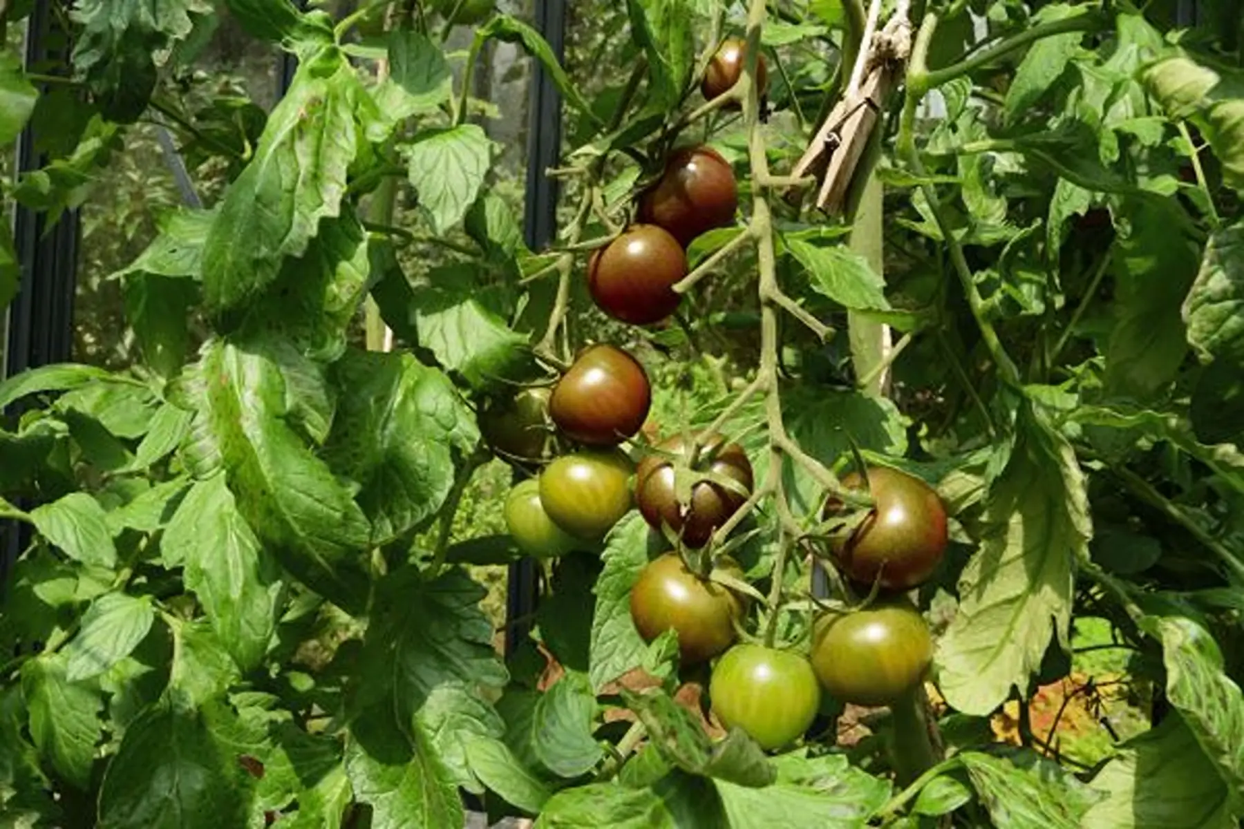 plant tomate cerise - black cherry