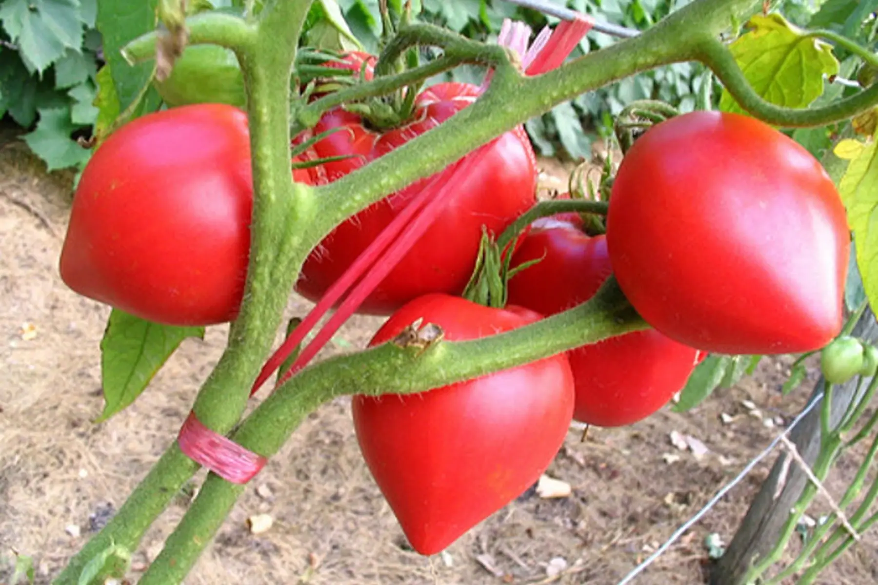 plant tomate - coeur de boeuf anna russian