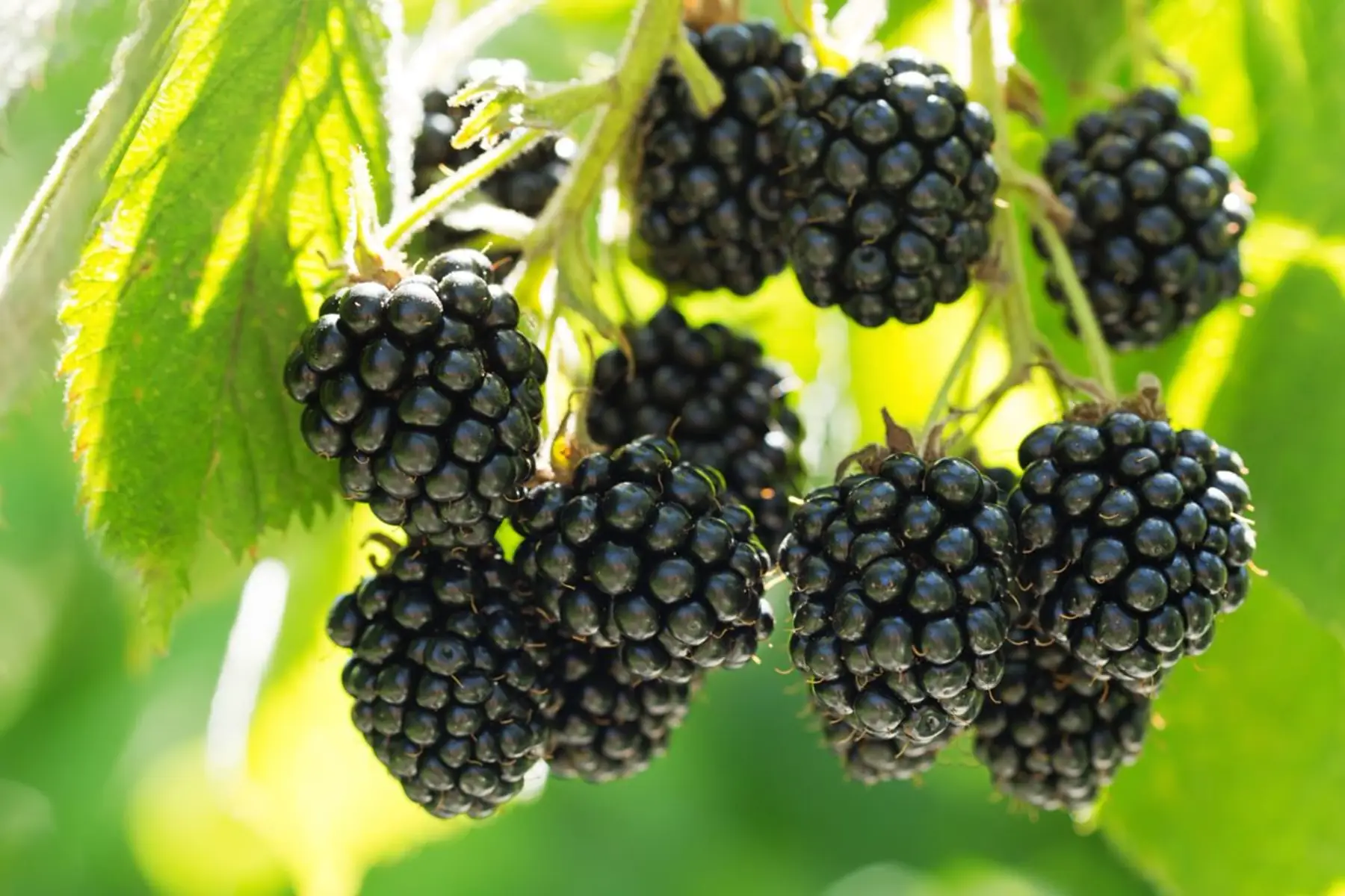 mûre sans épine - bio