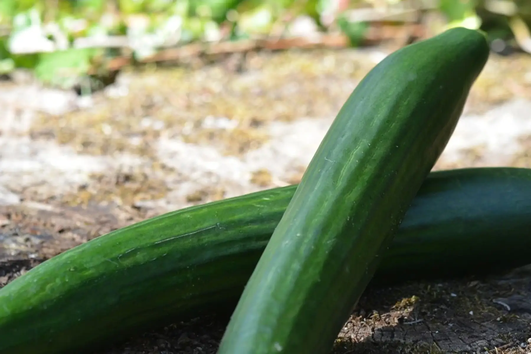 plant concombre - rollison's telegraph