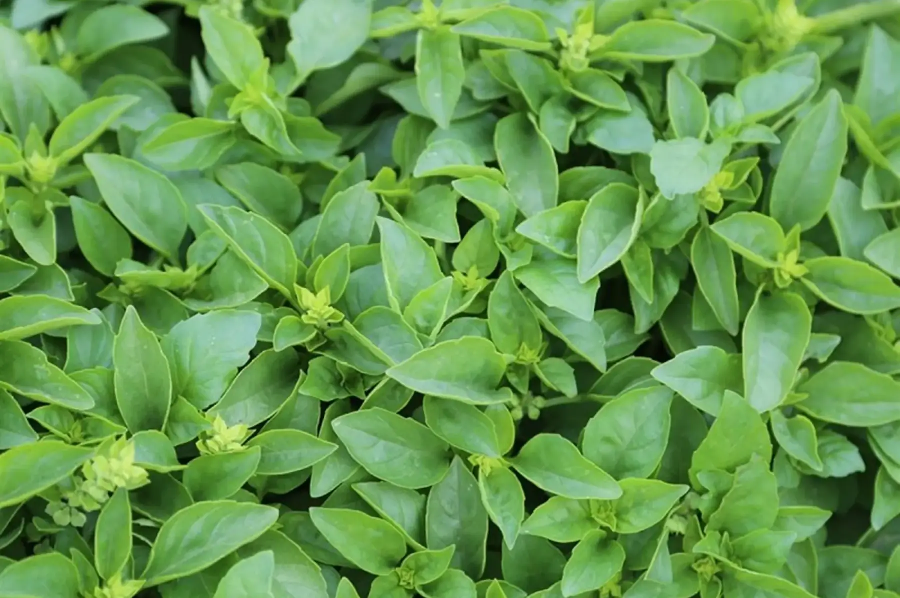 plant basilic marseillais