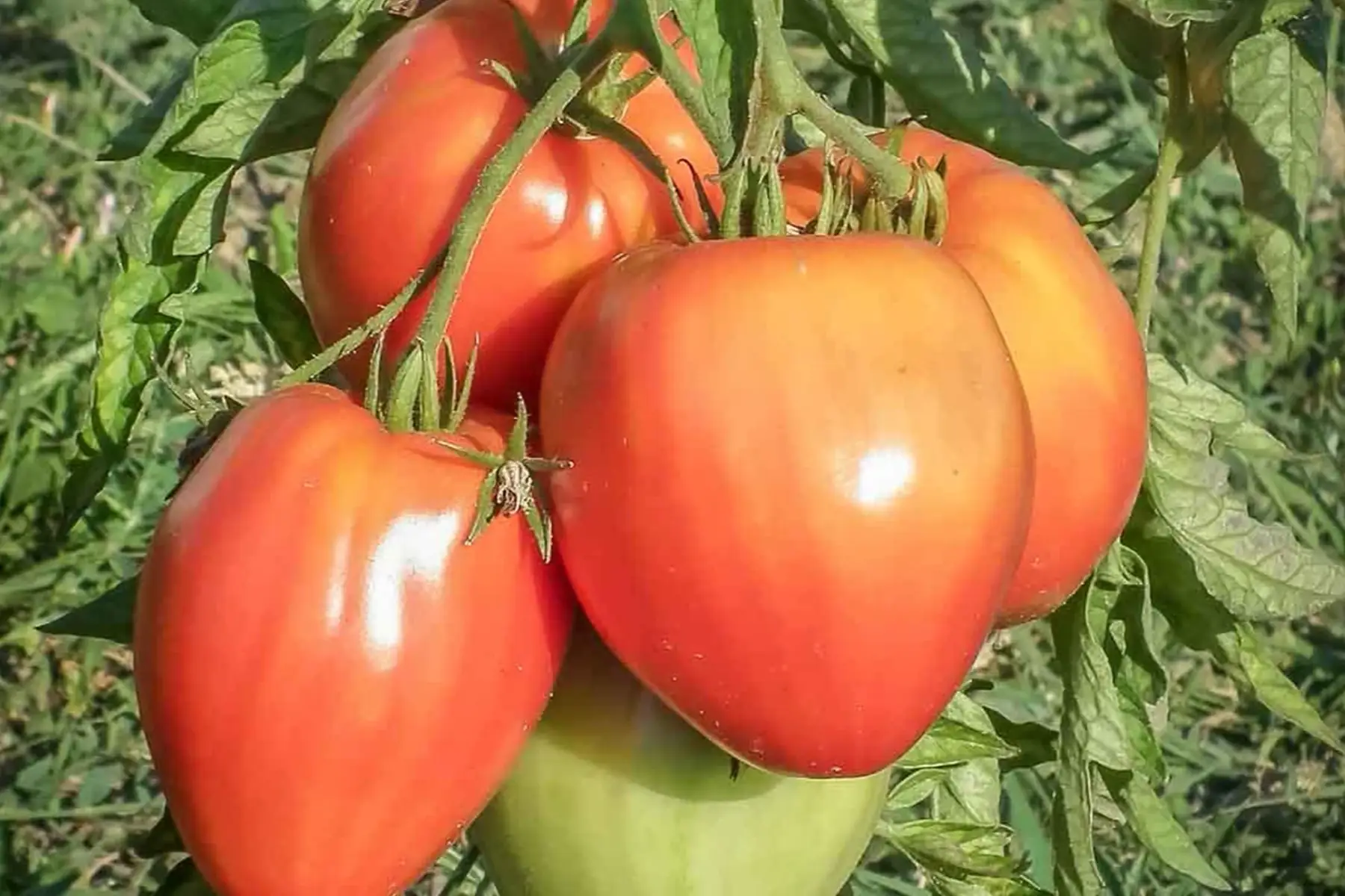 plant tomate - coeur de boeuf reif red