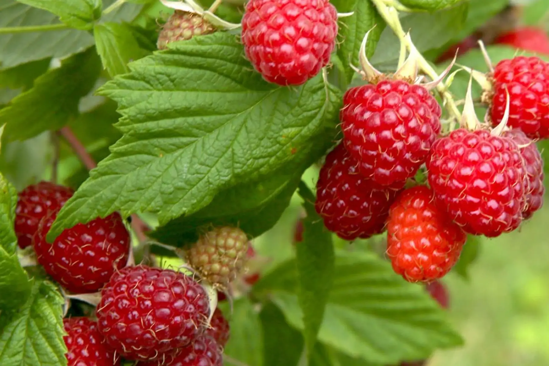 framboisier rouge remontant - bio