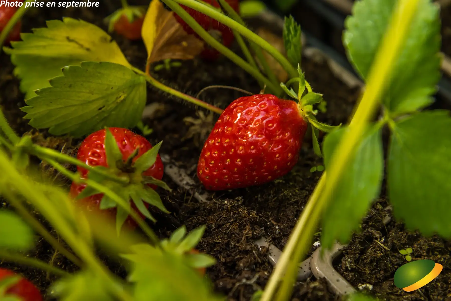 fraisier anabelle - remontant