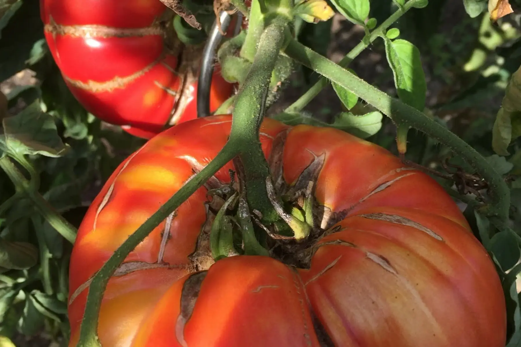 plant tomate - géante d'orenbourg