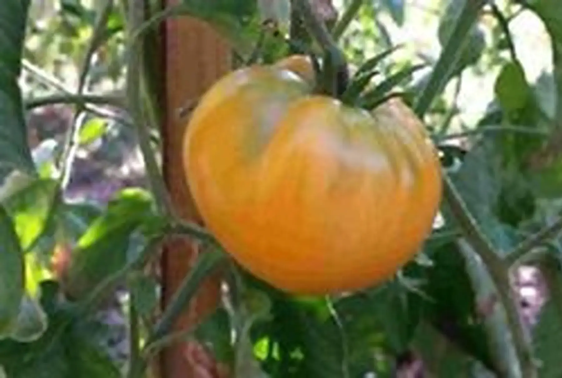 plant tomate - summer cider apricot