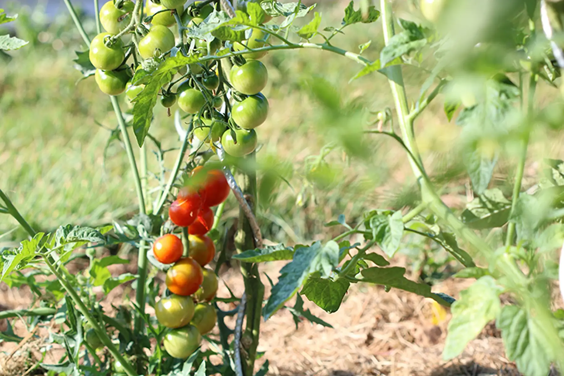 plant tomate cerise - miel du mexique