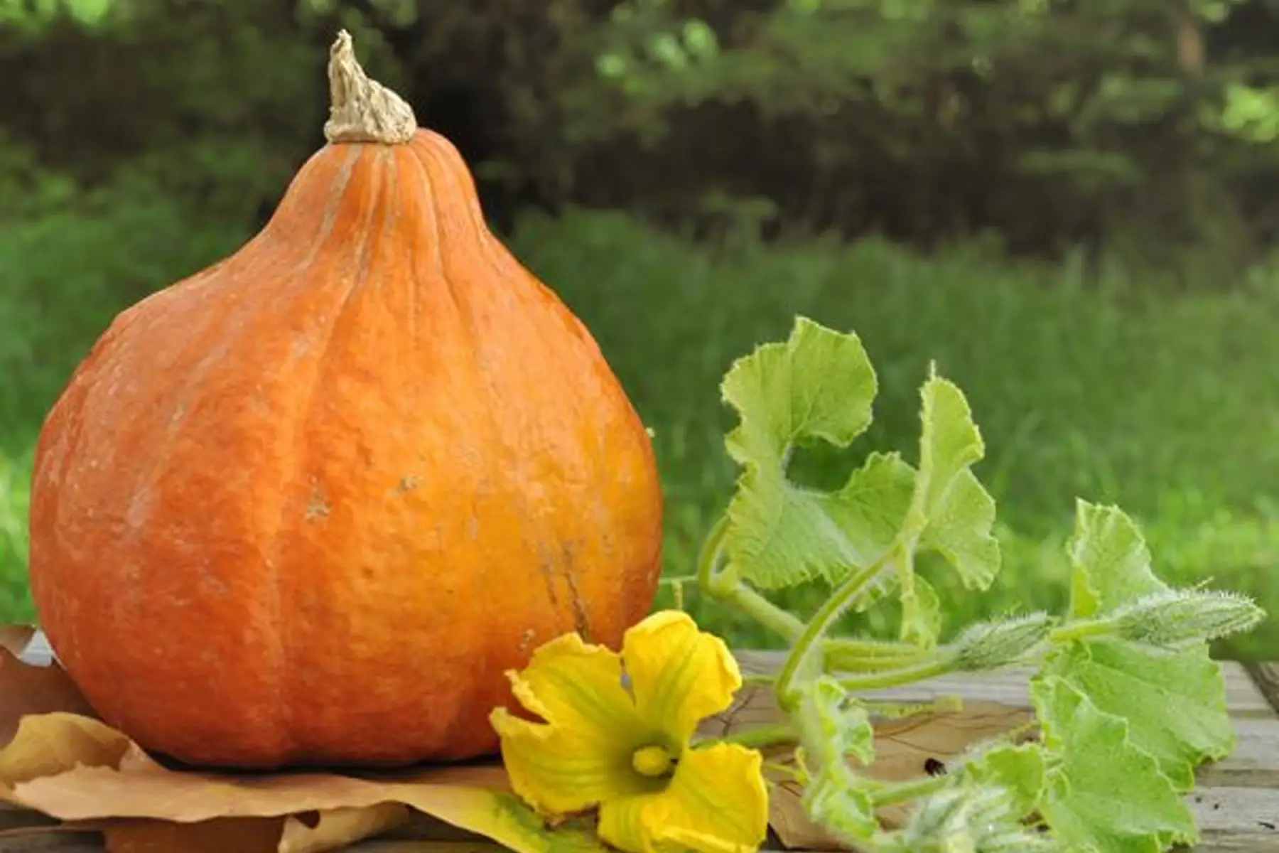 plant potimarron - dolor