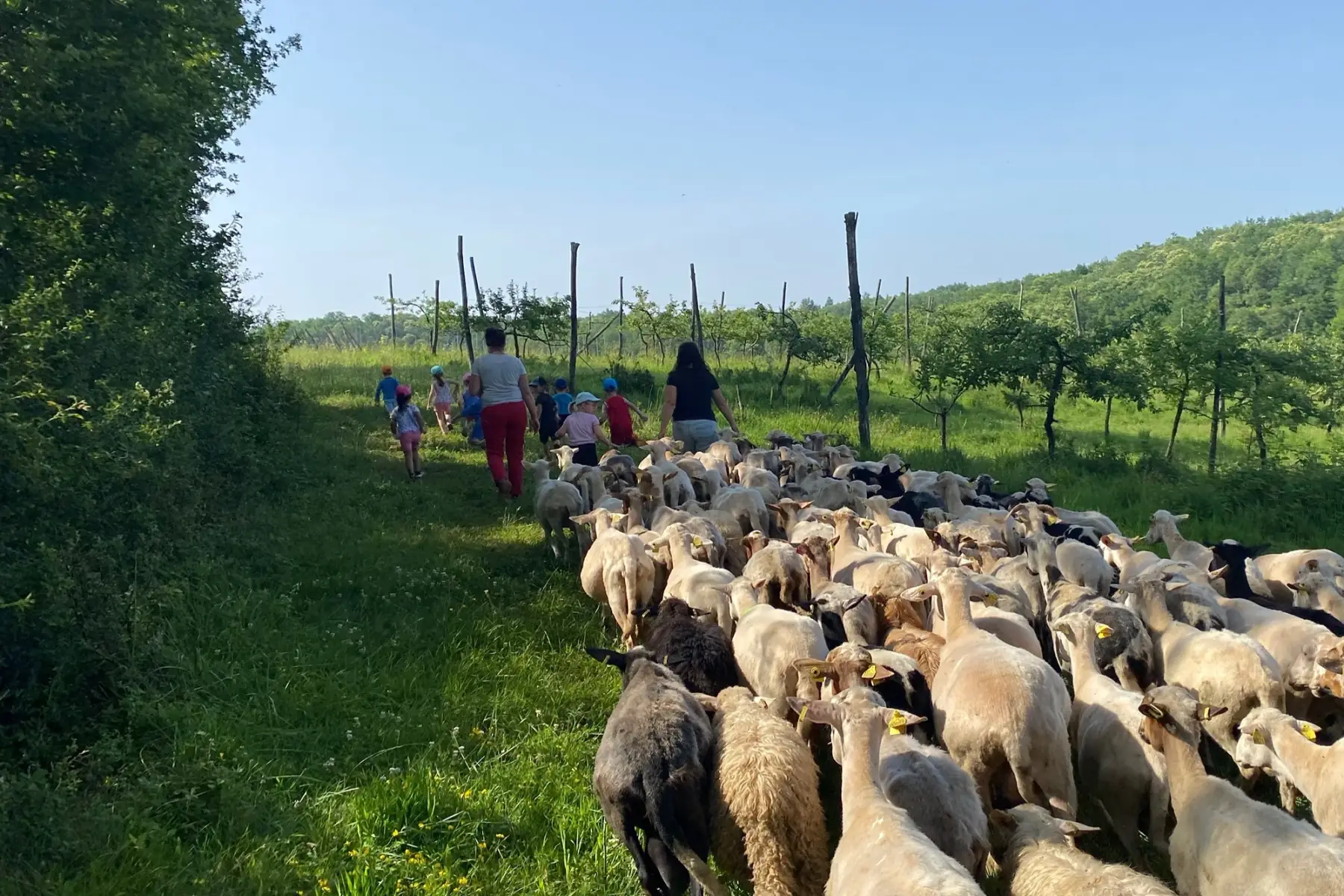 Gaec de maillac