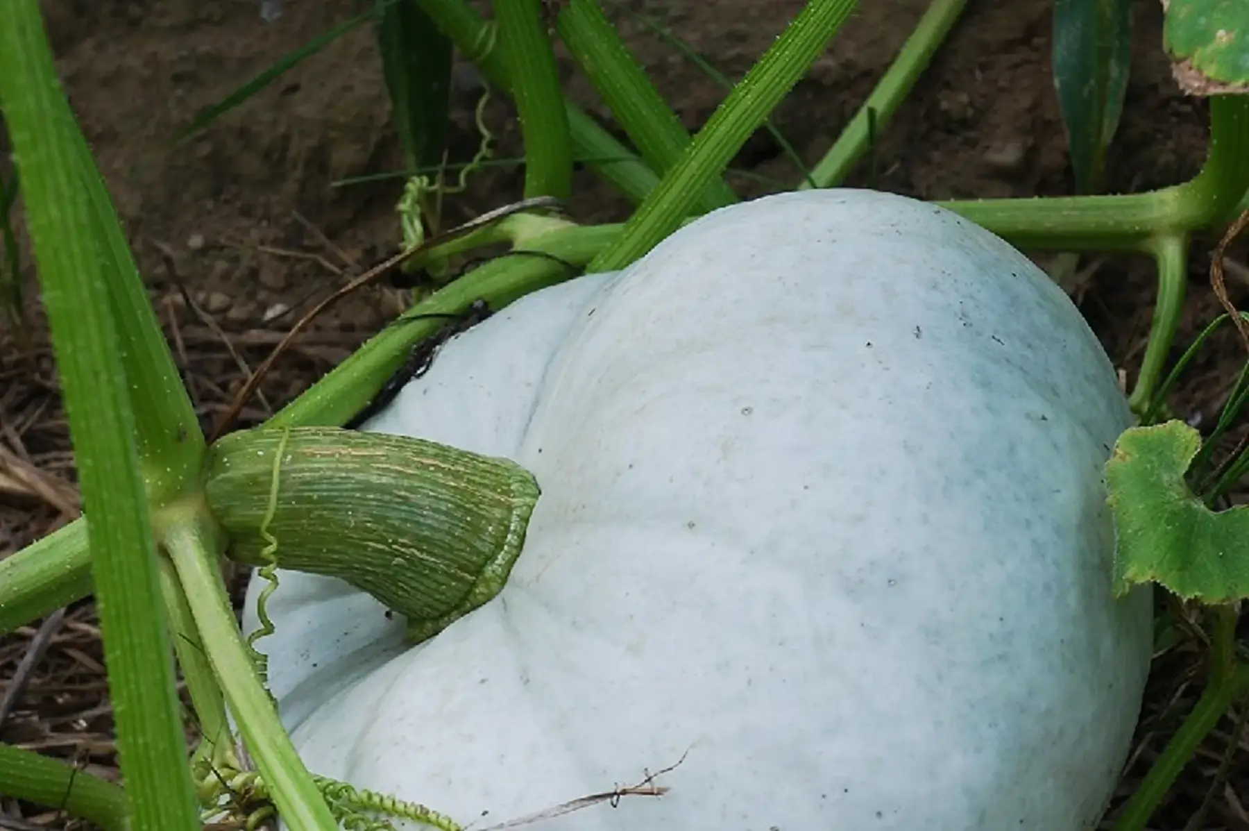 courge bleue de hongrie