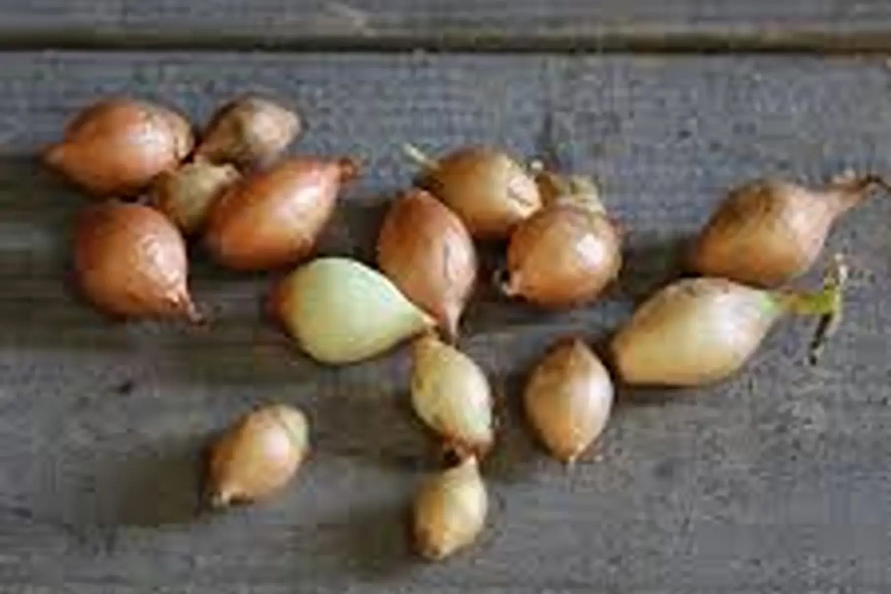 semences d'oignons centurion bio