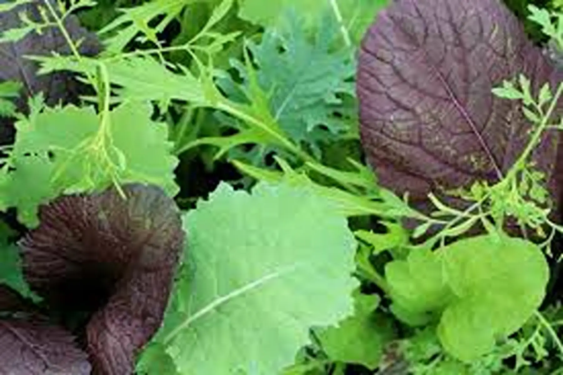mesclun asiatique