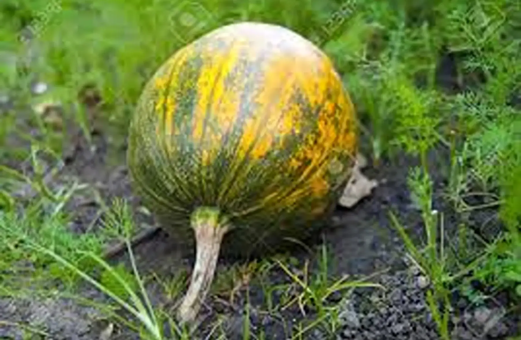 Légumes Maraîverie