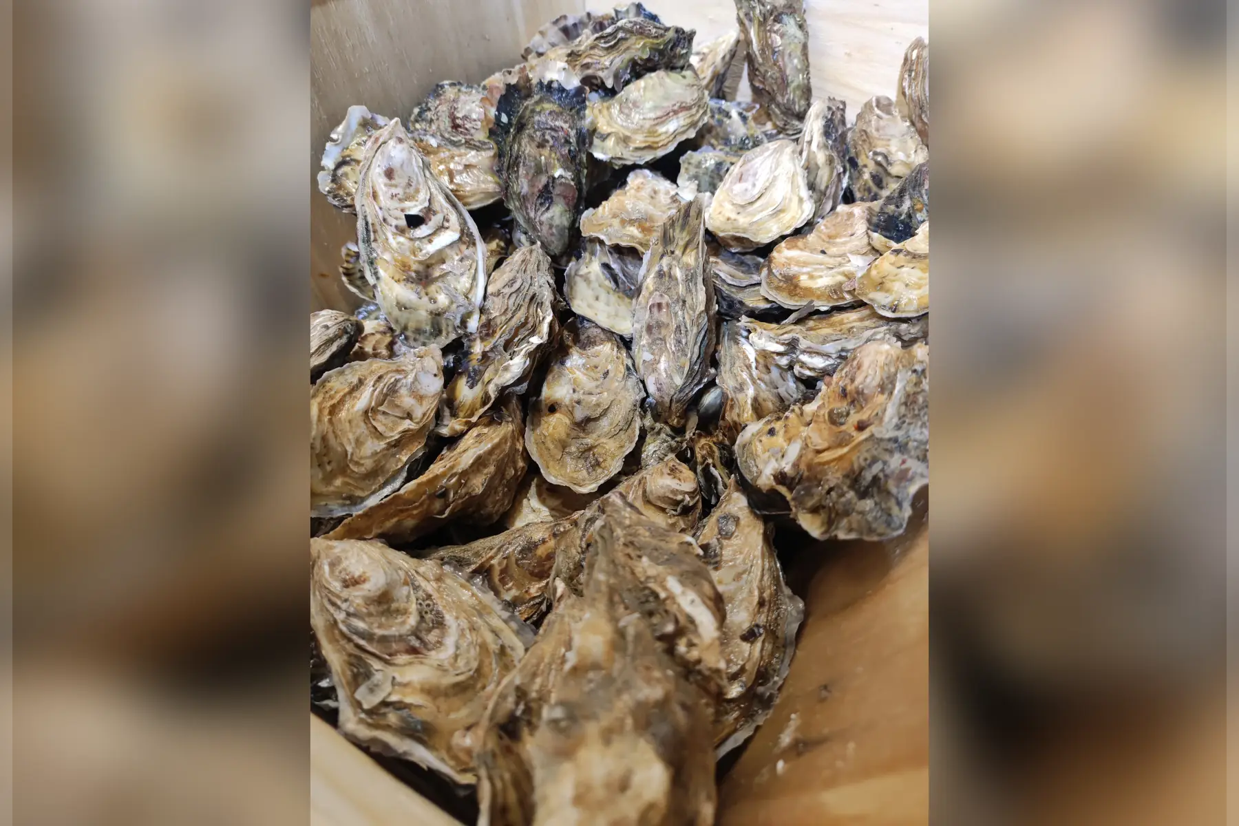 huîtres bouriche 2kg