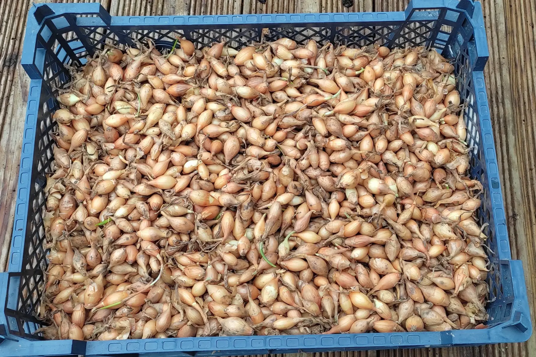 bubilles oignons sturon bio calibre 10/21