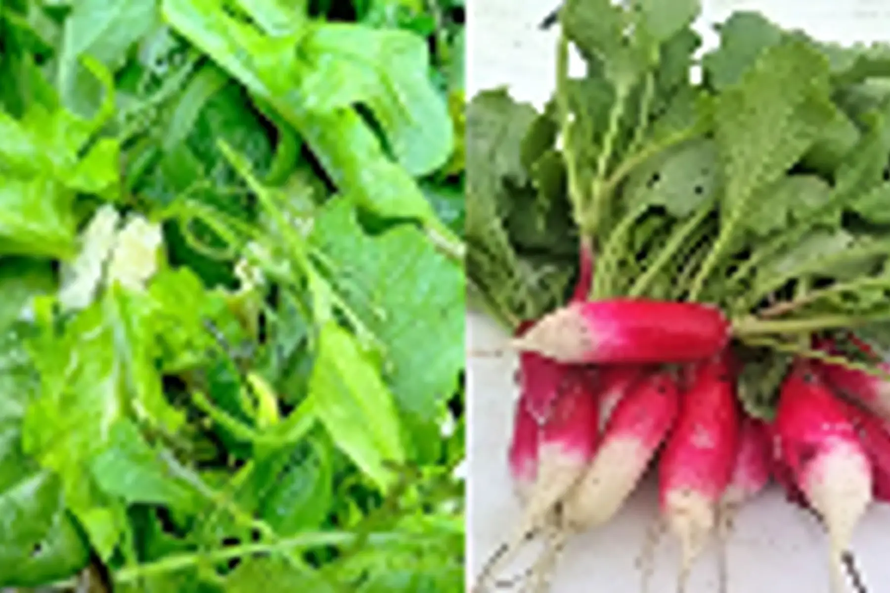 duo mesclun/radis roses