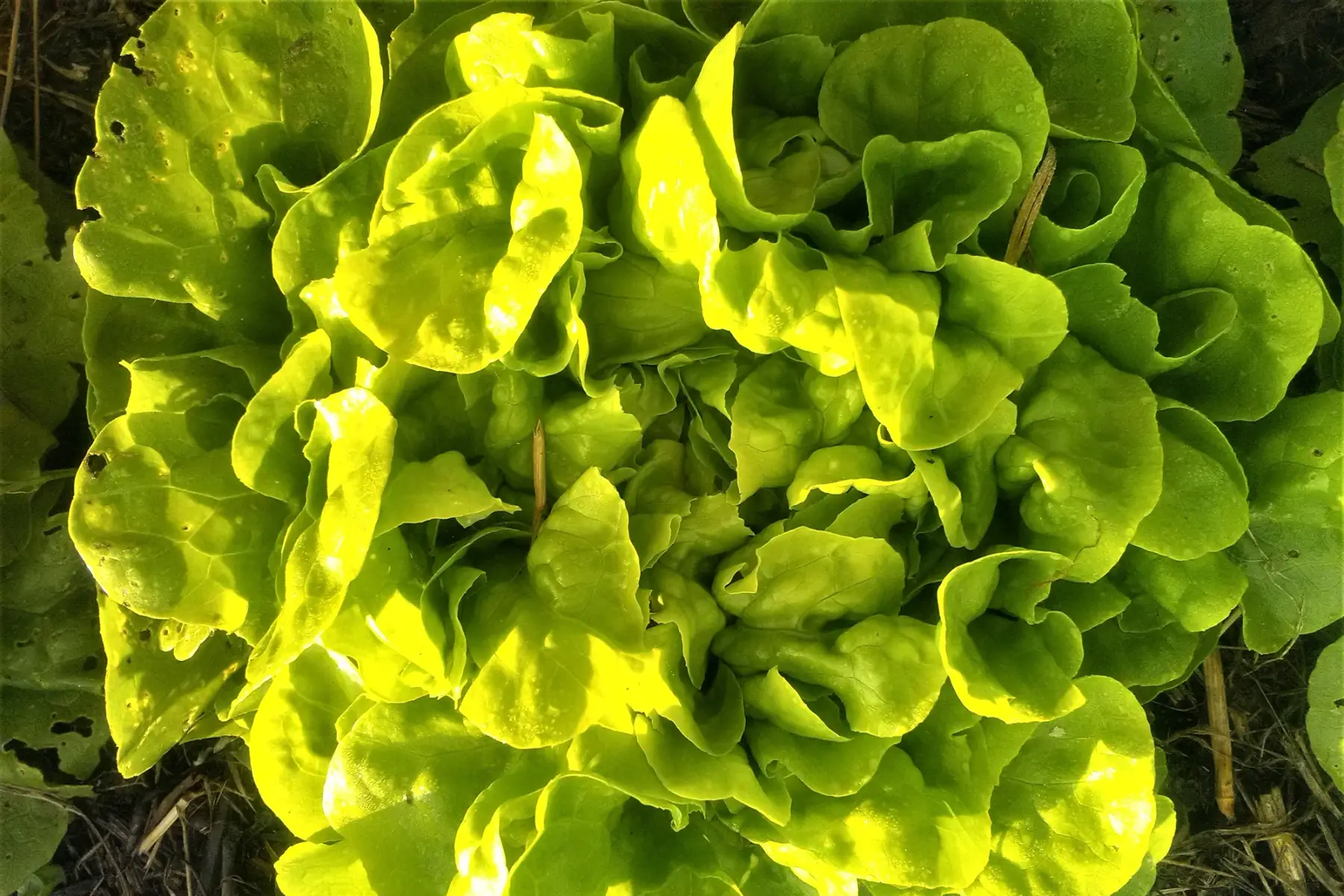 laitue feuille de chêne verte