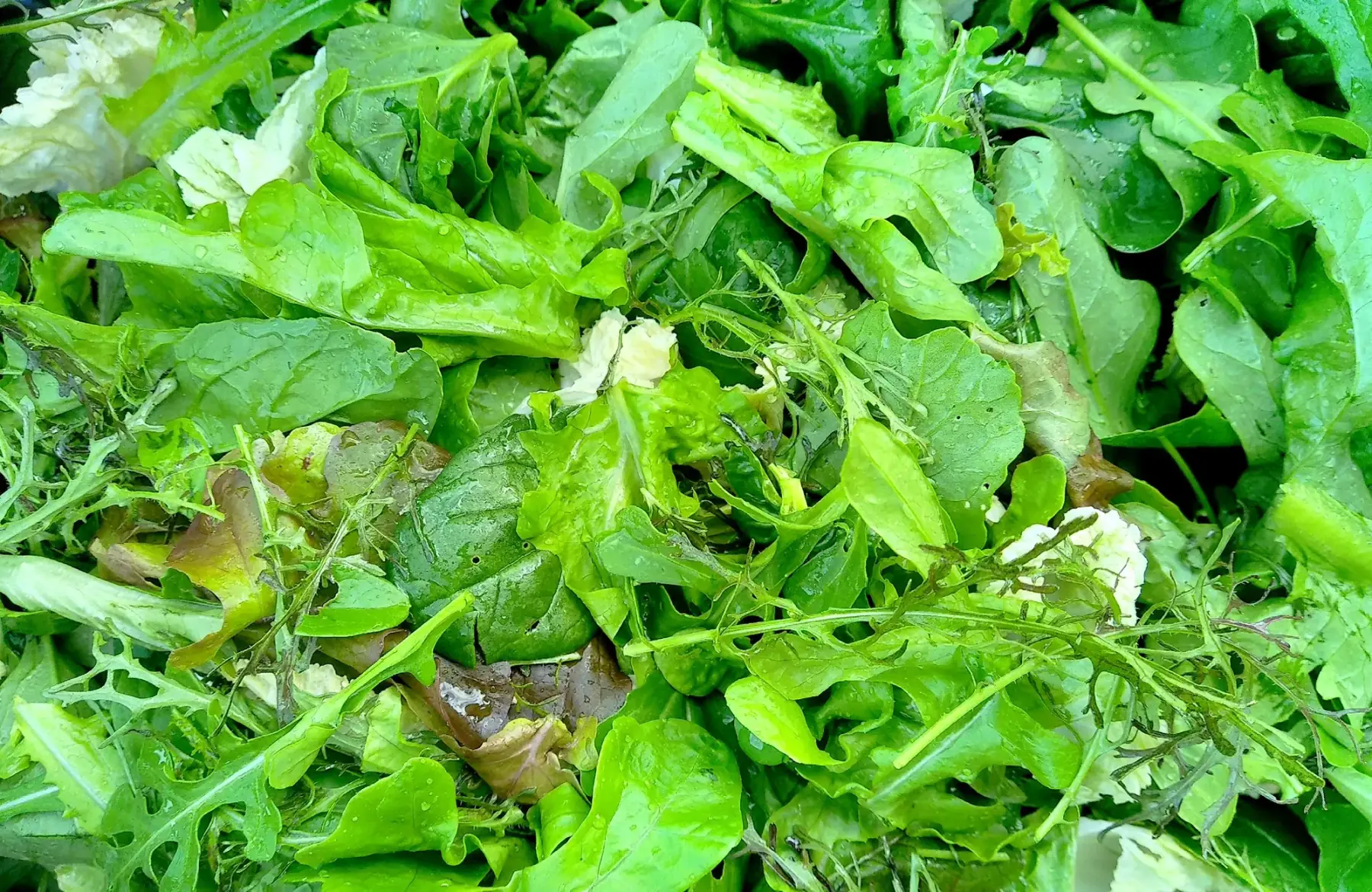 mesclun de saison