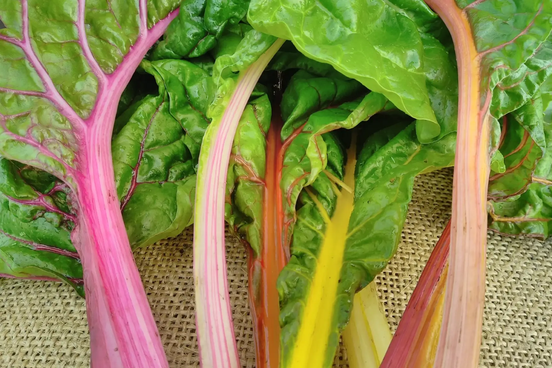 blettes multicolores