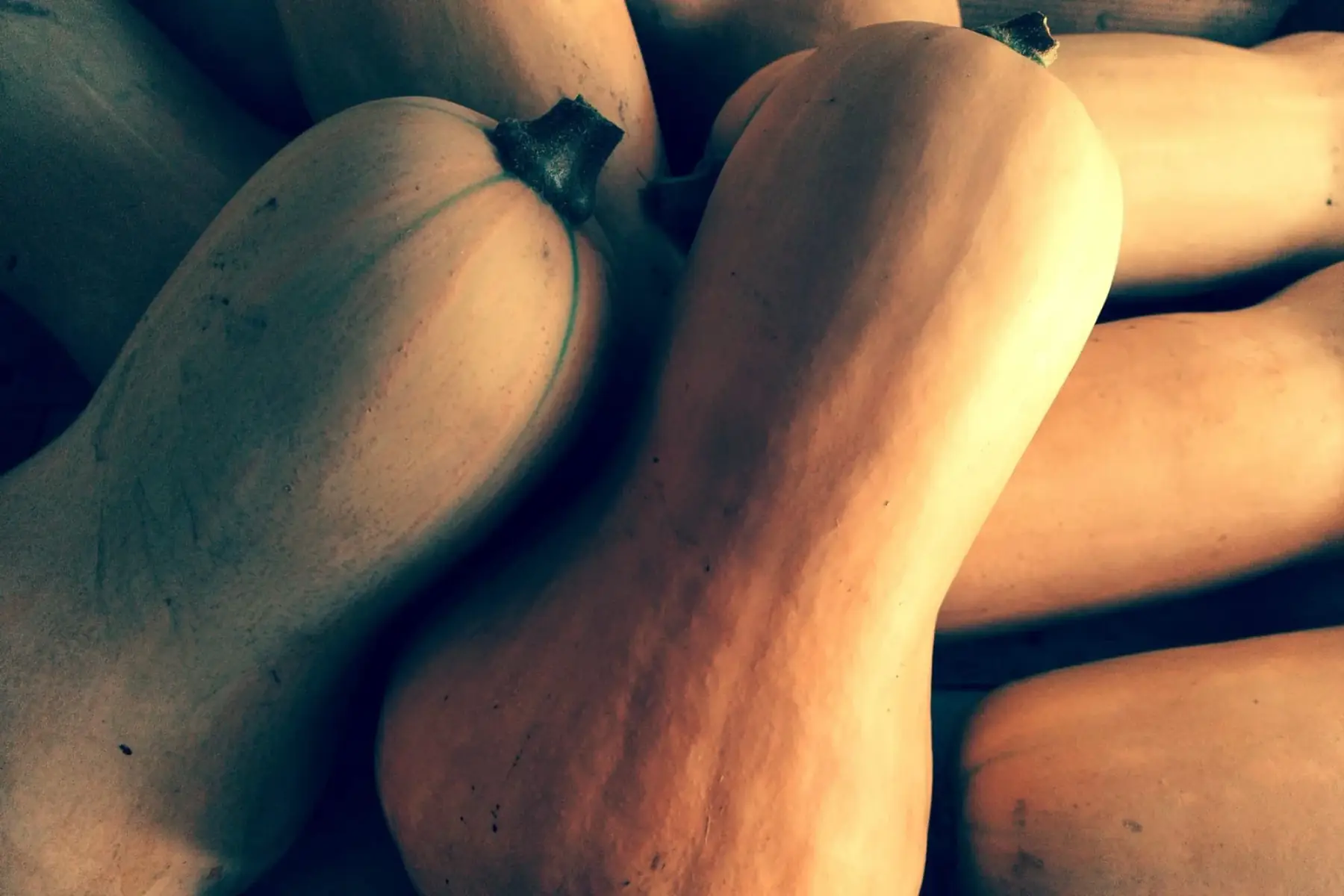 butternut