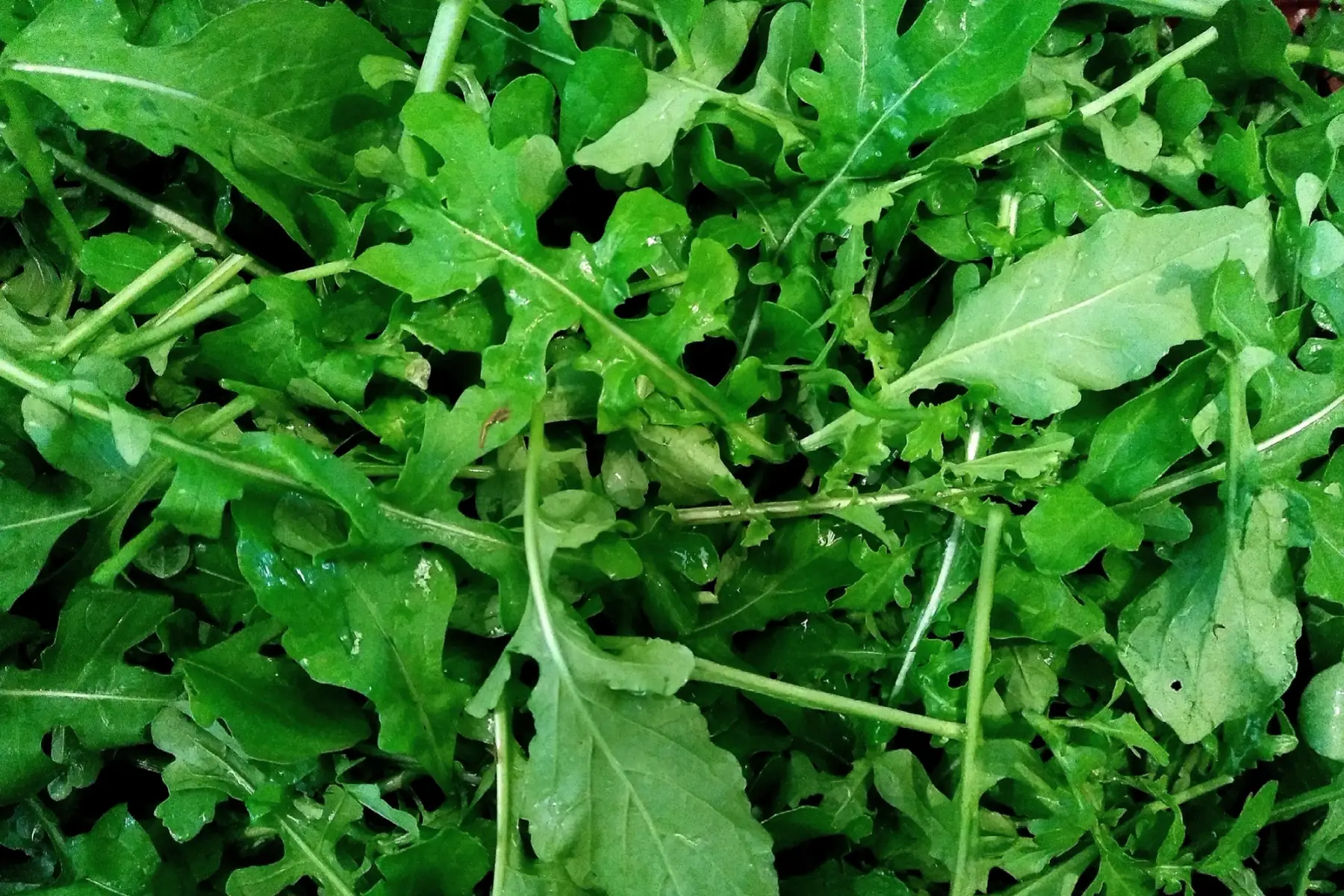 roquette