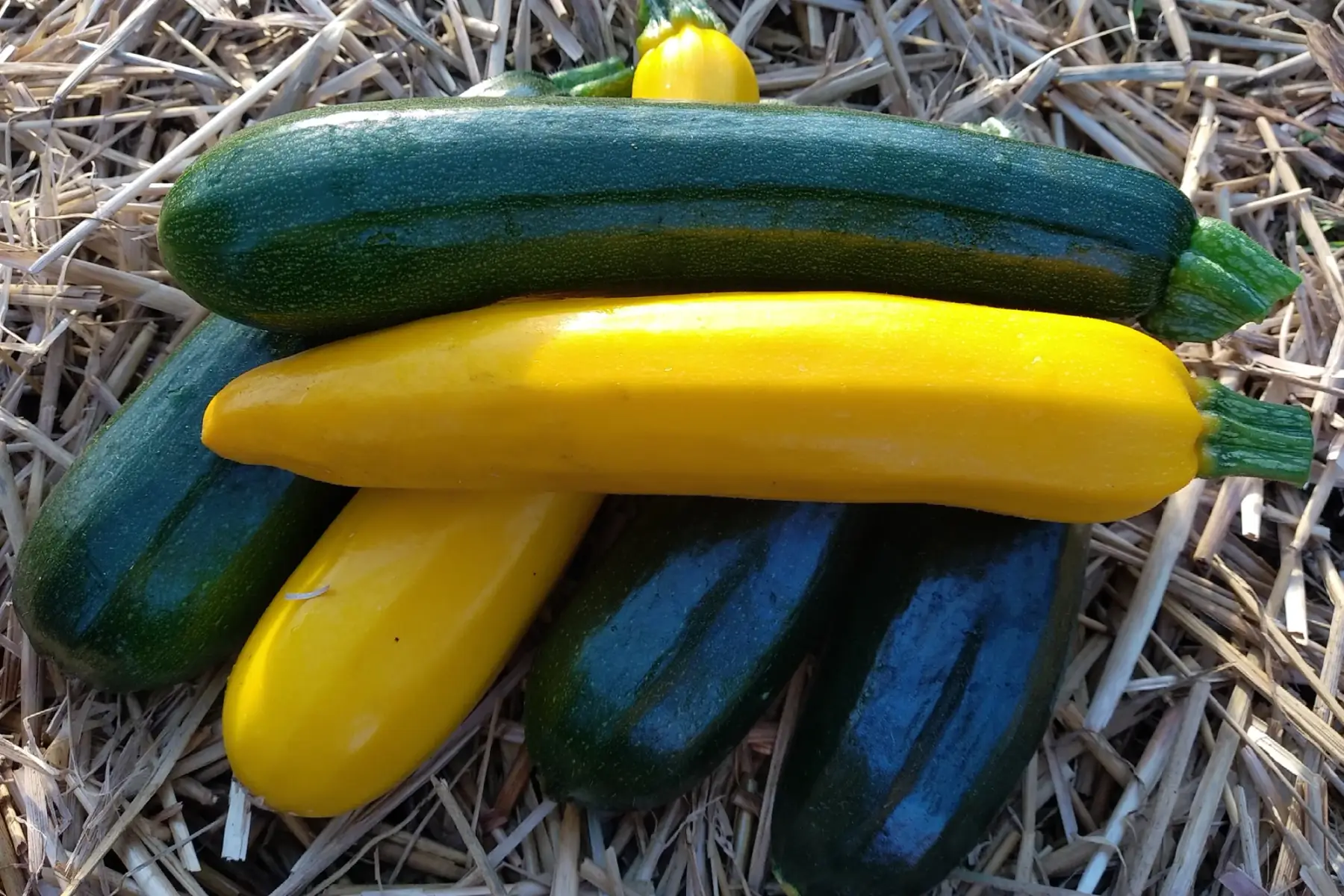 courgettes mélangées