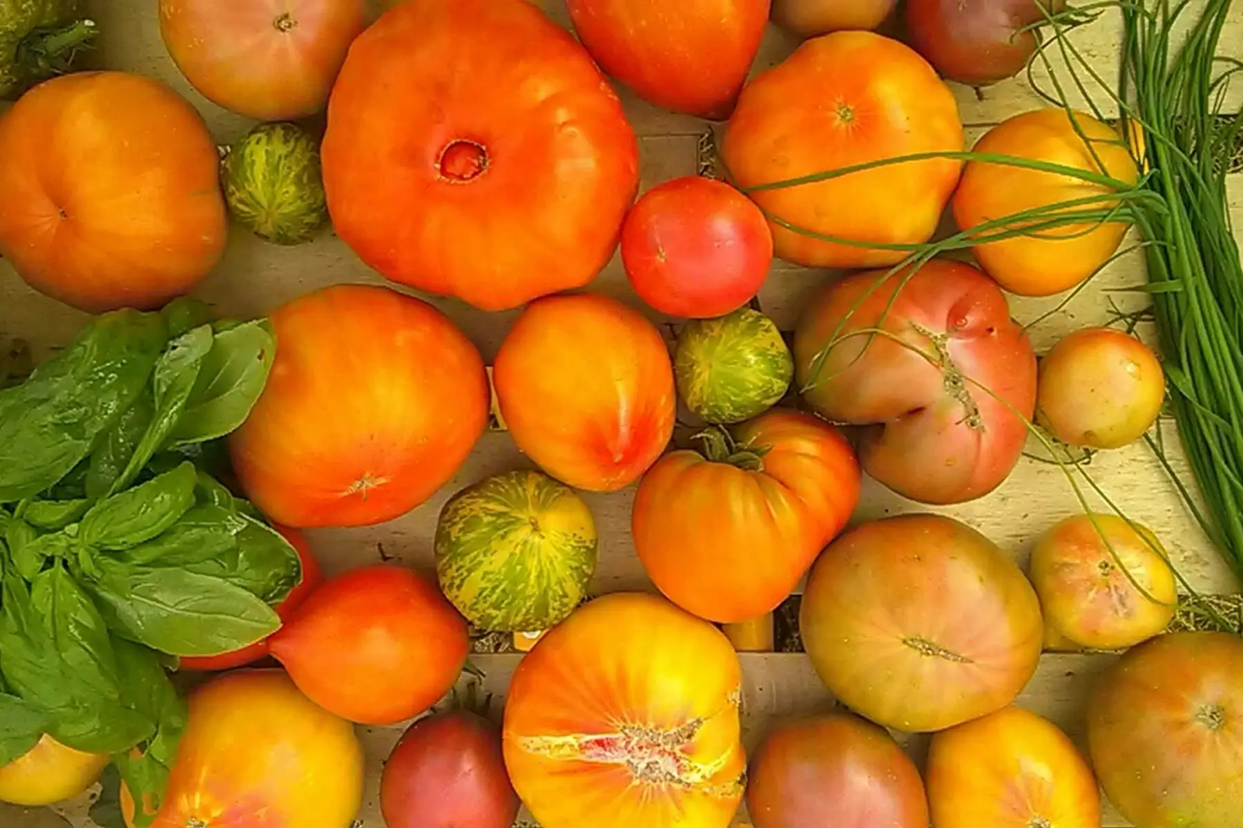 tomates anciennes