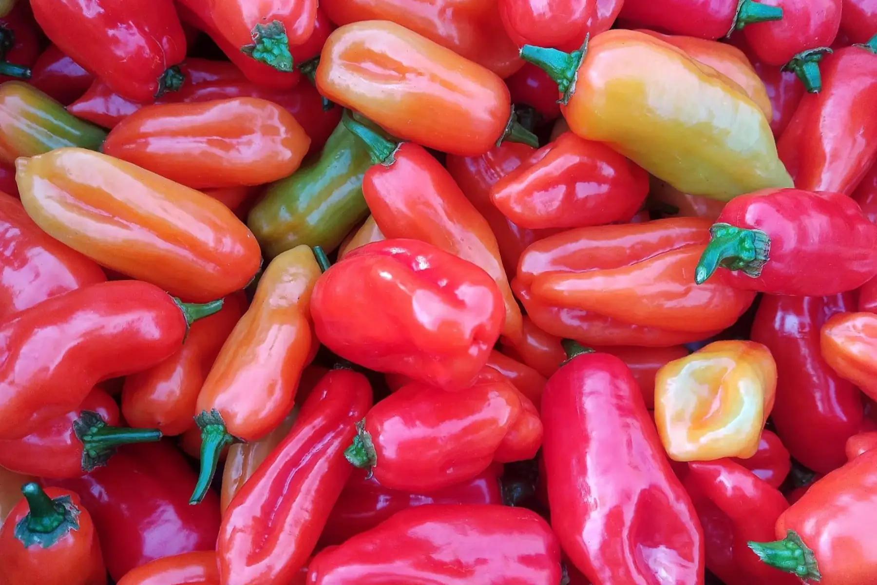 piments doux végétariens rouges