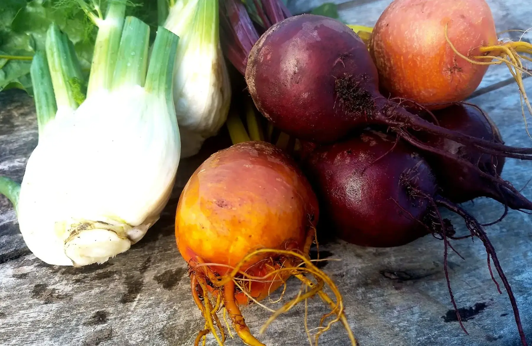 duo fenouils / betteraves