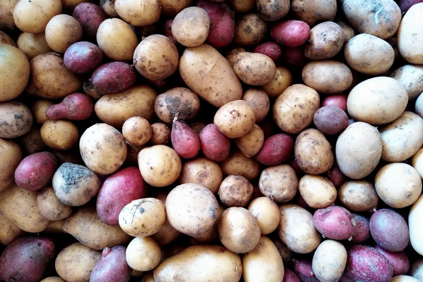 pommes de terre nouvelles grenailles