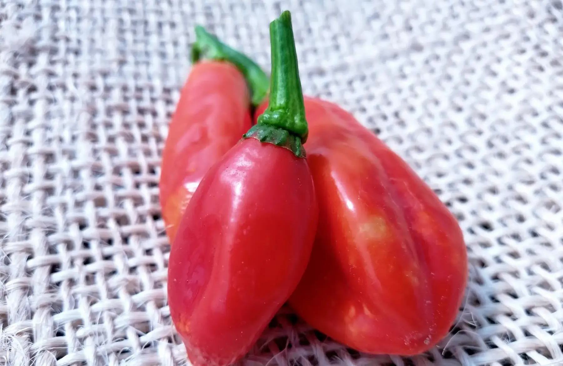 piments doux végétariens rouges