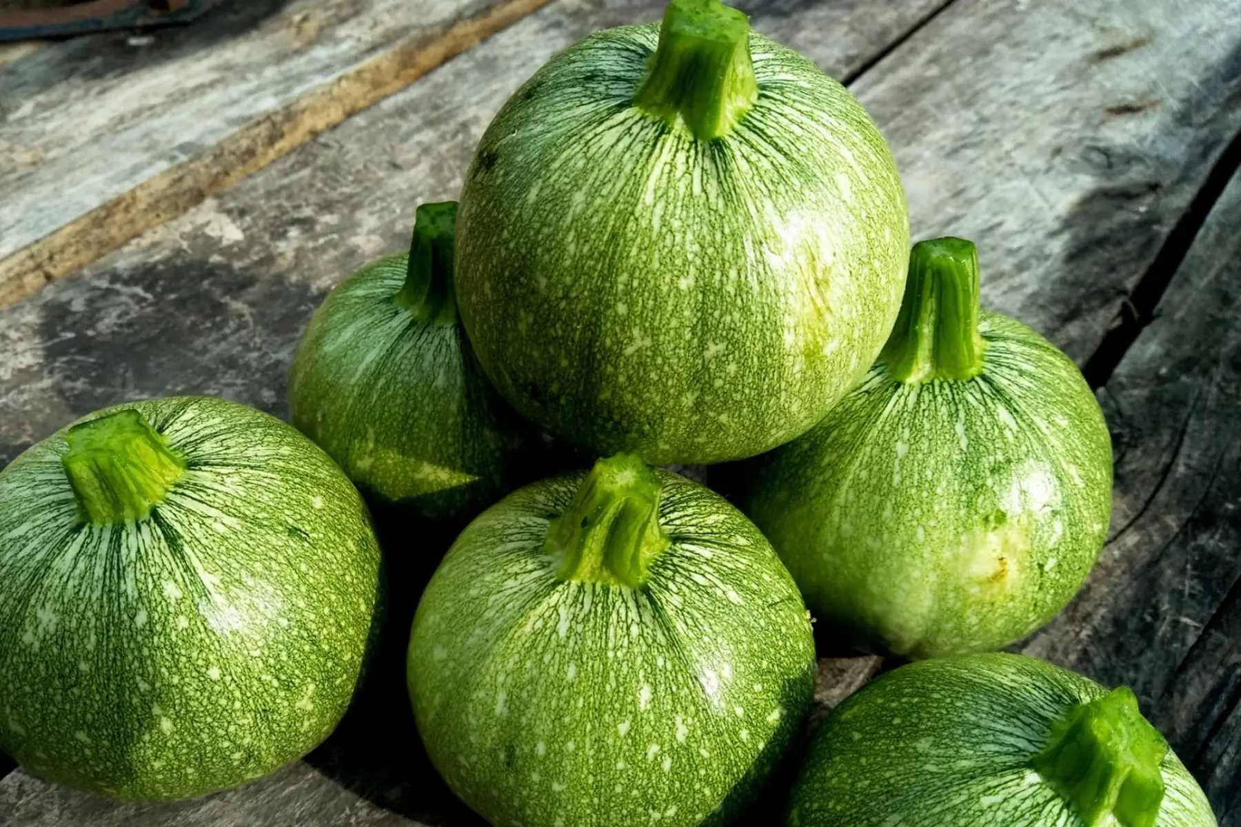 courgettes rondes