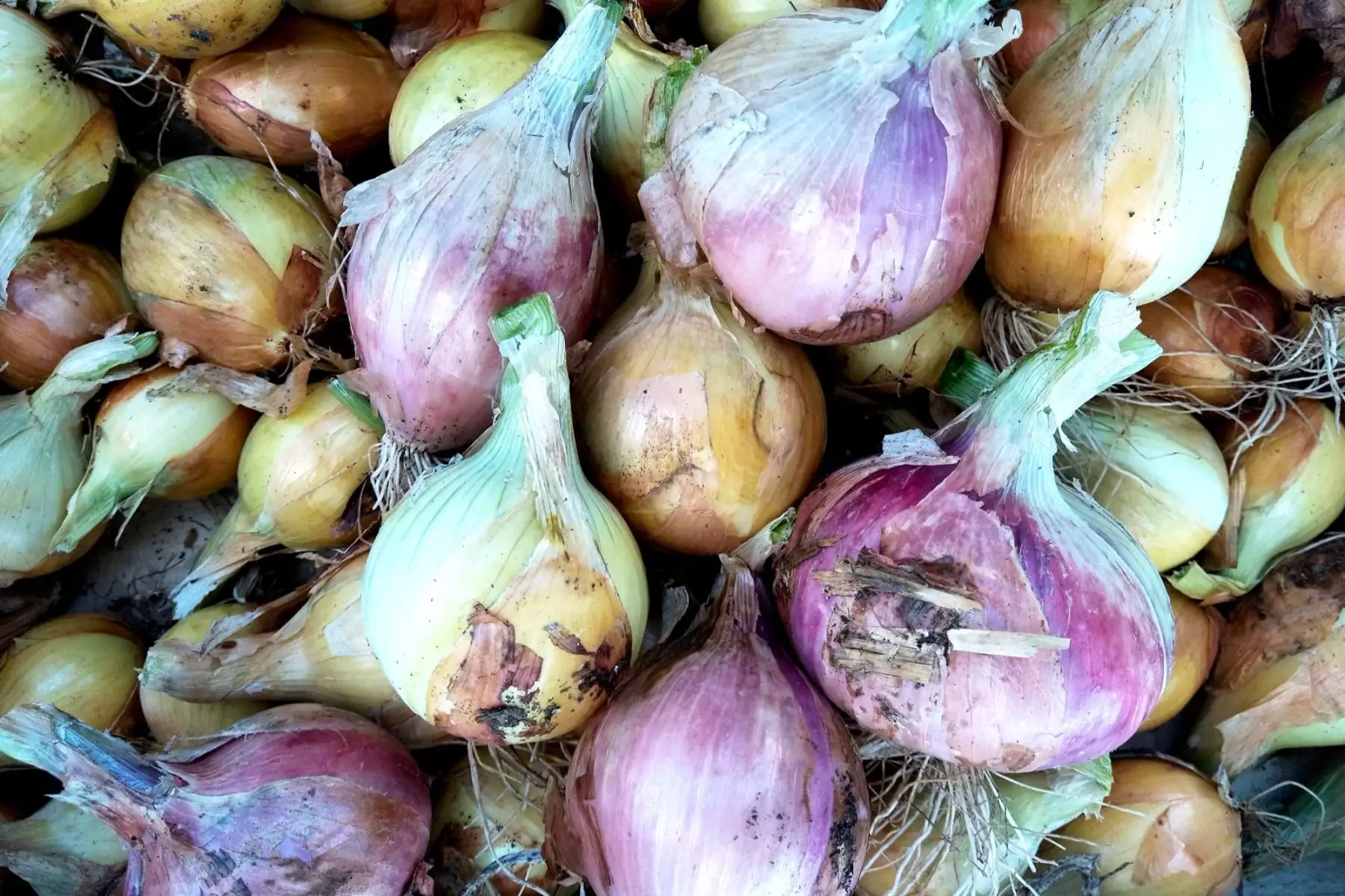 oignons doux type "Cévennes"