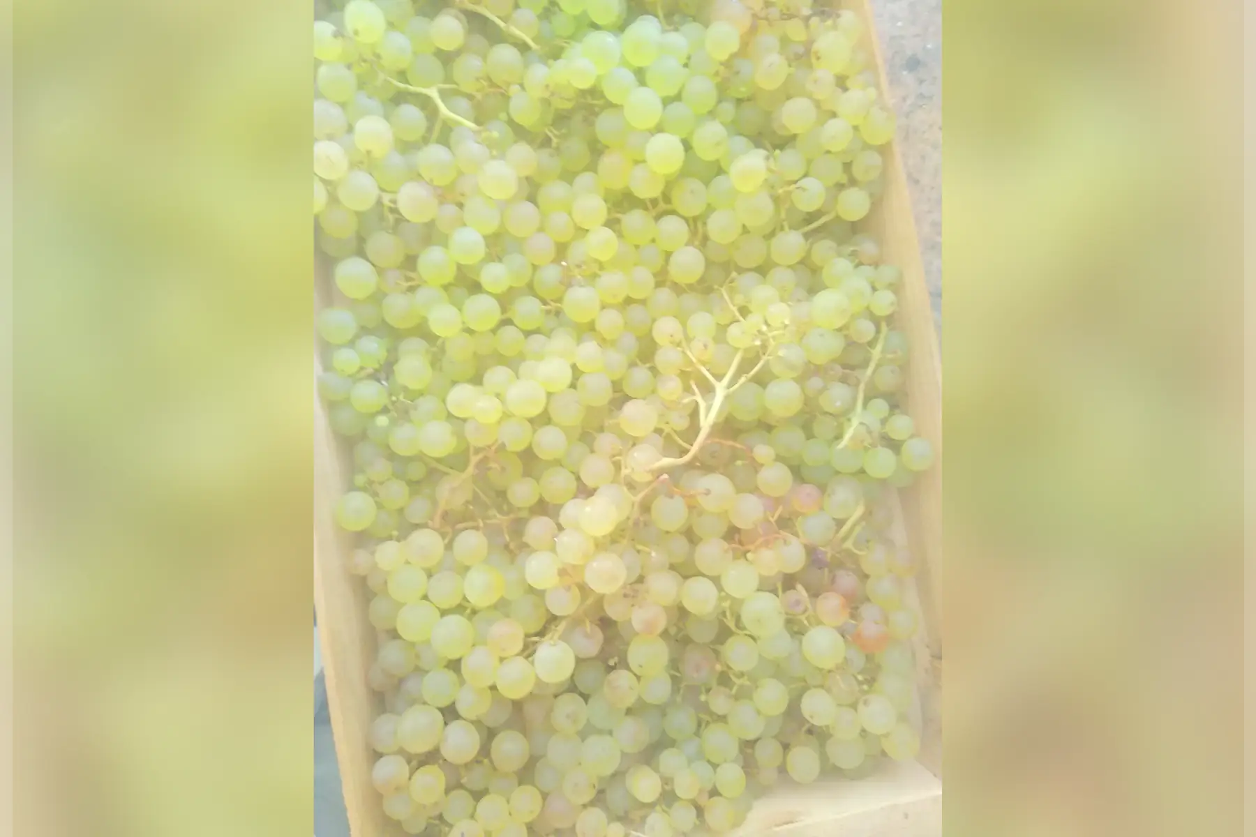 Raisin de table Chasselas
