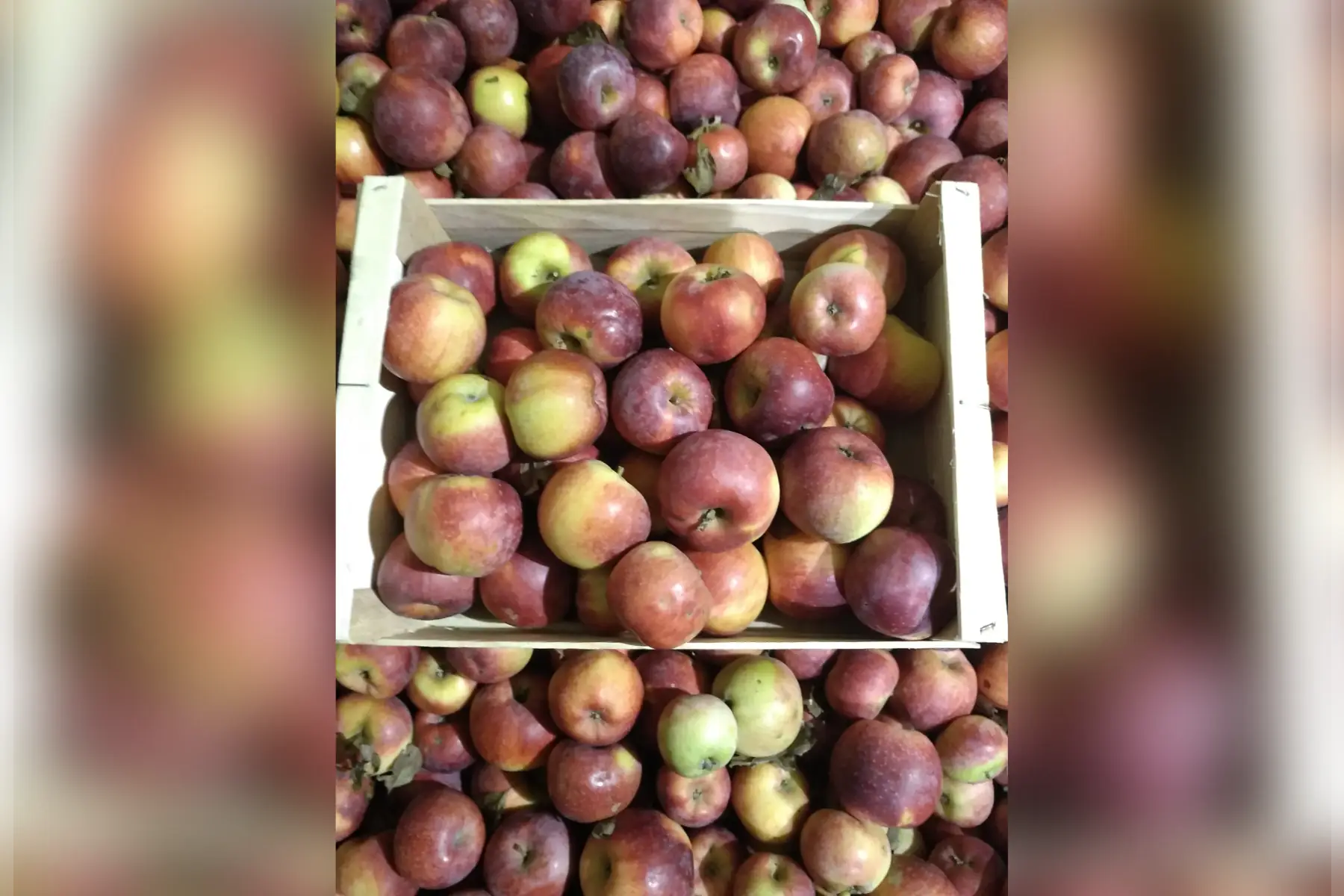 pommes coop43 (juliet)