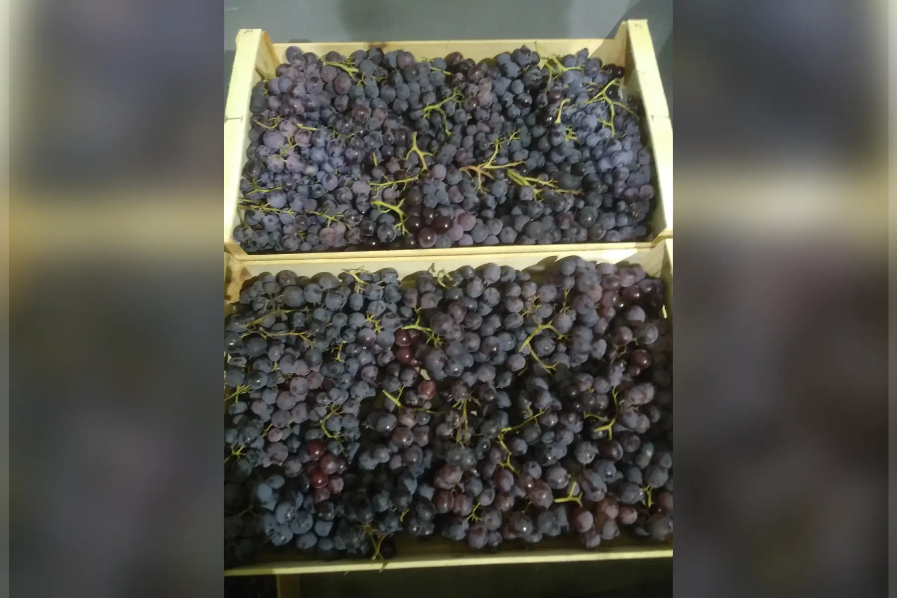 raisin de table muscat d'hambourg