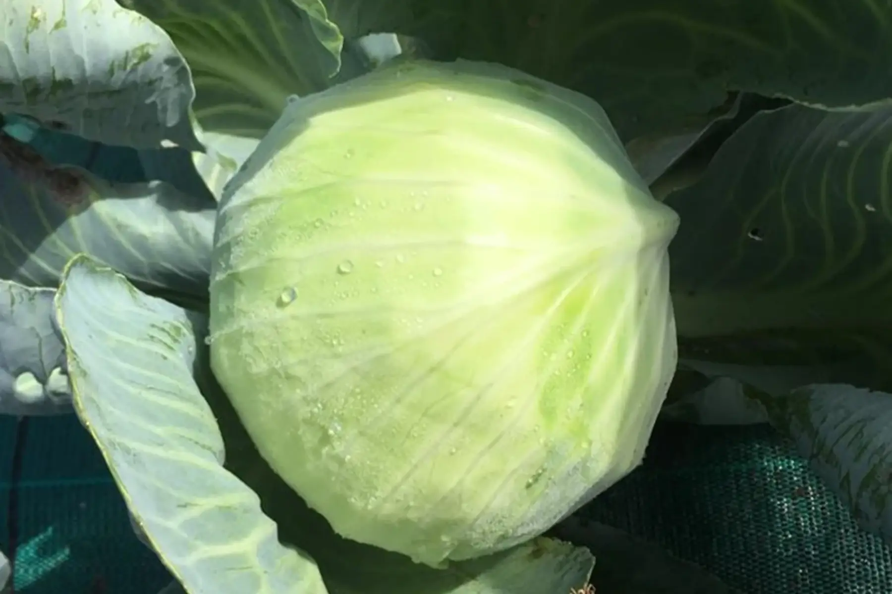 Bosset Légumes