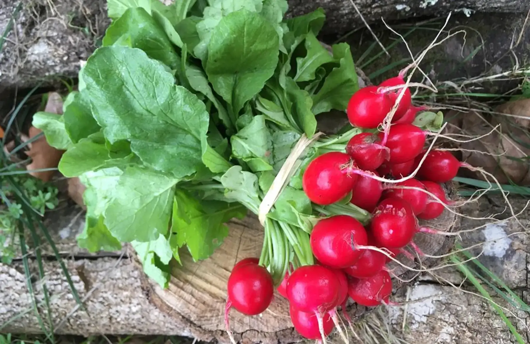 Bosset Légumes