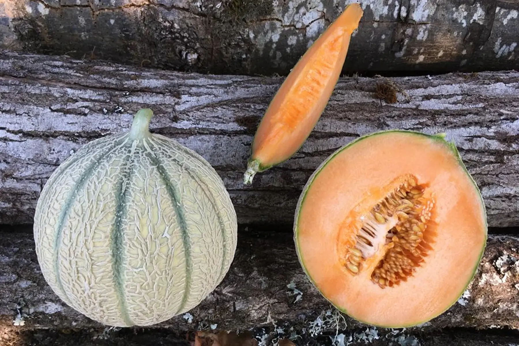 melon