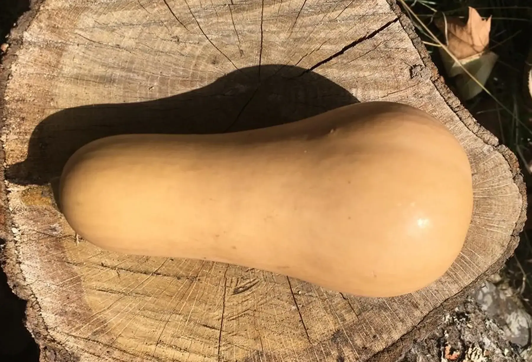 butternut