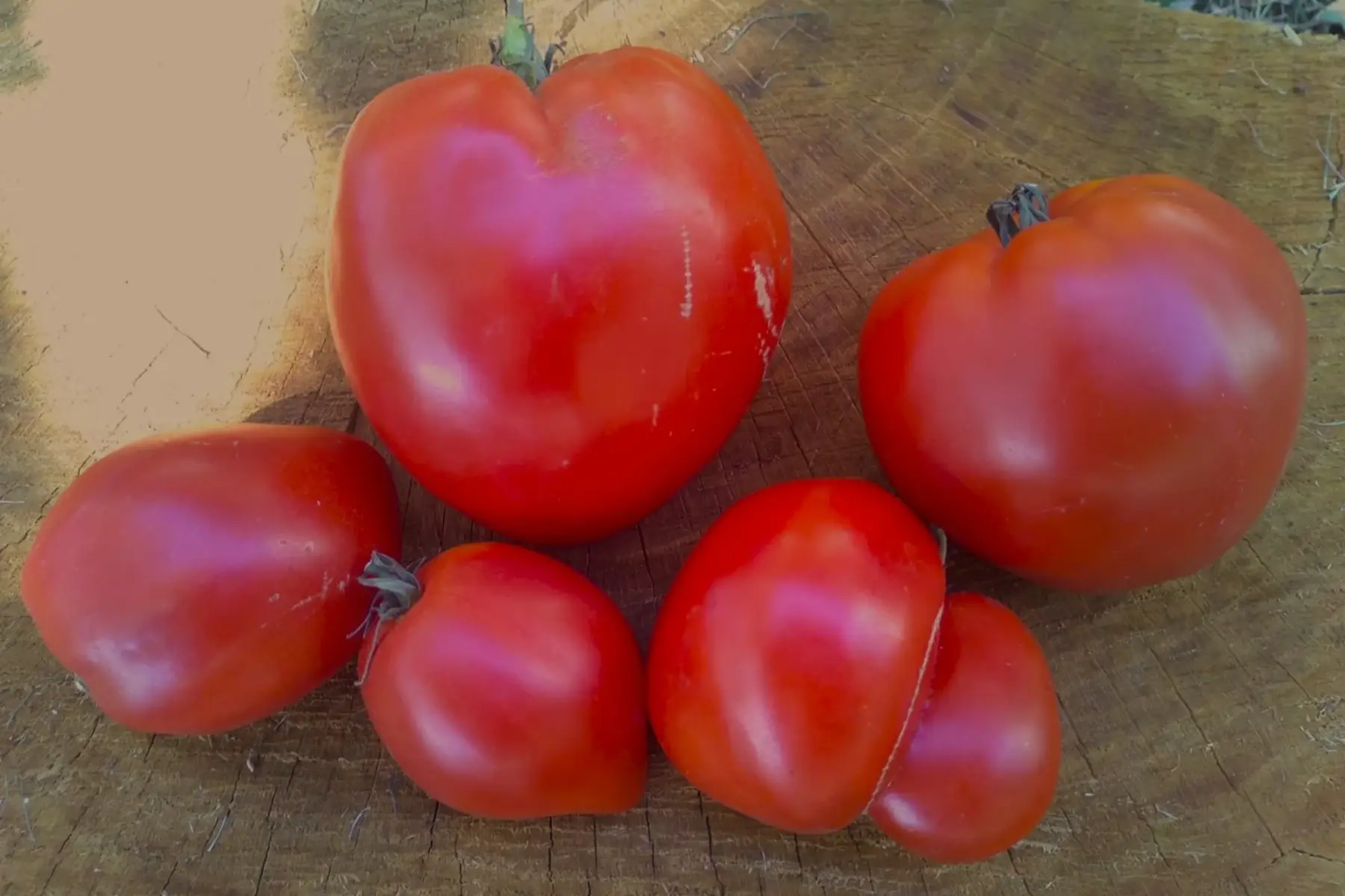 tomate allongée type "coeur"